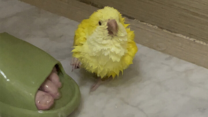 Whose little chick is so cute? Turns out it’s mine! (Adorable chick taking a bath on camera)