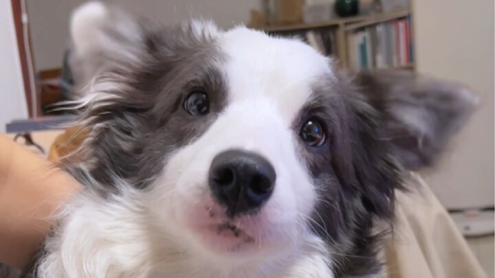 Kok bisa ada anak anjing yang ketawa kalau disentuh? Gampang banget dibujuk.