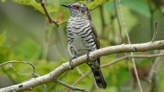 Wild Male LITTLE BRONZE CUCKOO Close-up, Food-in-Mouth