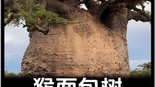 Cây bao báp có tuổi thọ lên đến 5000 năm, vừa ăn được, vừa uống được lại còn ở được, vậy sau khi du 