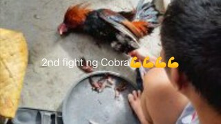 2nd fight ng Cobra💪💪💪💪