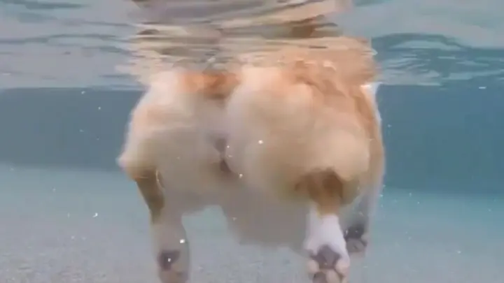 [Animals]Cute moments of dog swimming in the pool