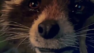 Cứu với... Tôi bắt đầu thấy sợ khi xem Guardians of the Galaxy Vol. 3