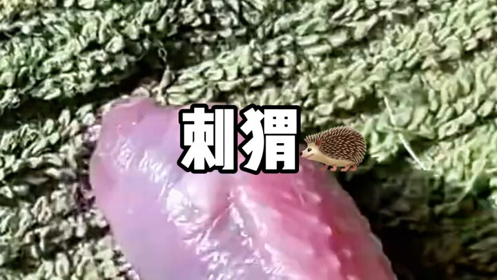 Thứ trông giống như cánh gà này thực ra là một chú nhím con vừa mới chào đời, vì vậy cũng không cần 
