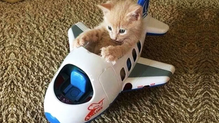 วิดีโอแมวและสุนัขที่สนุกที่สุดที่ทำให้คุณหัวเราะได้ใน 20 นาที - วิดีโอสัตว์ตลก 17