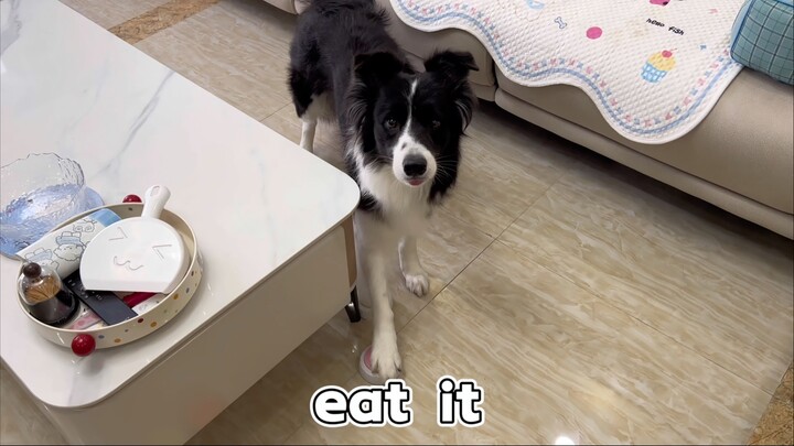 Puppy: Hurry up! You haven't signed me up for an English class either.