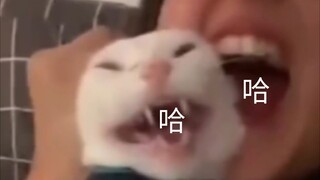 Apa sebenarnya yang ada di pikiran si kucing kecil ini?