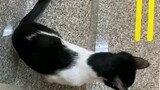 Playful cat