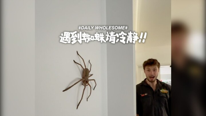 Gặp nhện thì bình tĩnh! Nhện con là loài vật có ích!