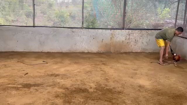 Dink 5k vs. helluva kelso