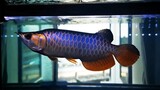 10 Jenis Ikan Hias Air tawar Aquarium Populer