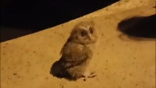 كم من الوقت سيستغرق هذا؟
