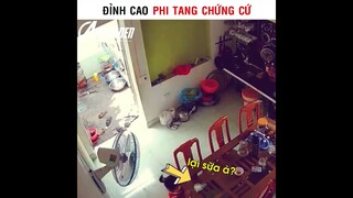 Đỉnh Cao Phi Tang Chứ Cứ