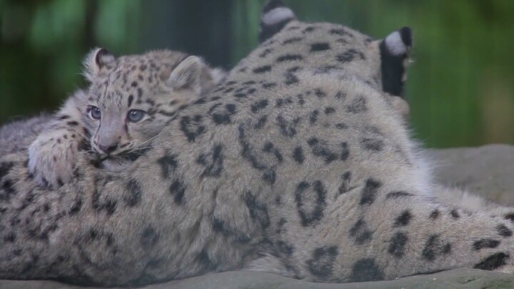 [Snow Leopard] The Leopard Pillow You Can't Have
