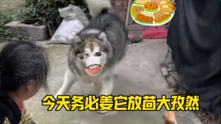 《姜它放茴孜然》