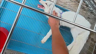 I got played by Little Coral again...