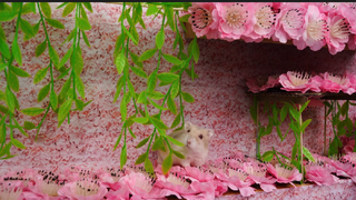 ภารกิจของหนูแฮมสเตอร์ EP 157 encanto