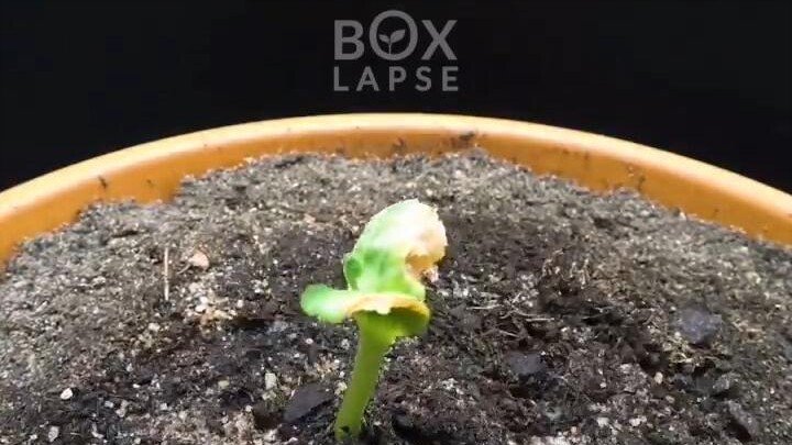 เมล็ดบวบออกผลใน 78 วัน