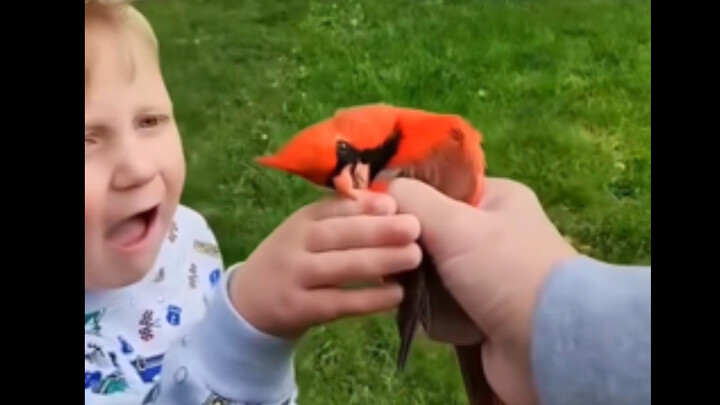 Inilah alasan mengapa si kecil sejak dini sudah tidak suka bermain Angry Birds.