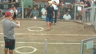 rsaa gold