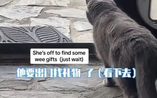 Mèo con chẳng có gì cả, nhưng mèo con biết yêu thương bạn mà!