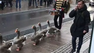Selamat datang untuk menyaksikan parade bebek~
