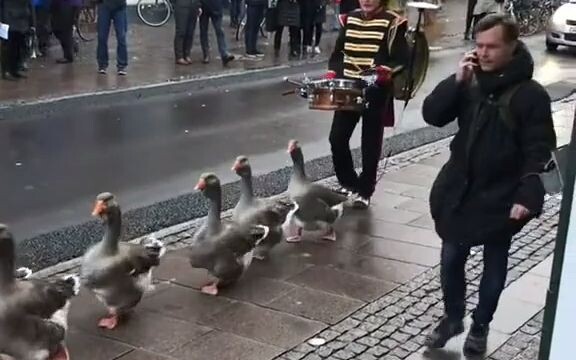 Welcome to watch the duck parade~
