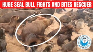 Huge Seal Bull Fights And Bites Rescuer