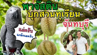 ตอน พาจัสตินนกแสบบุกสวนทุเรียนจันทบุรี