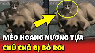 Bé MÈO HOANG sống NƯƠNG TỰA bên chú CHÓ BỊ BỎ RƠI khiến mọi người cảm động | Yêu Lu