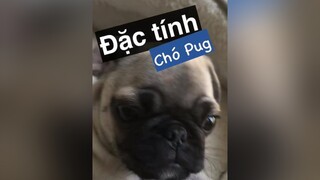Trả lời  Đặc tính cho Pug nha!!! Siêu tình cảm!! 😍 thucung thucungvuinhon pet chó_cưng chócon Bựdog thucungdethuong chamsocthucung