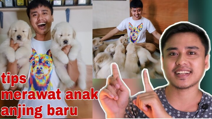 Cara merawat anak anjing yg baru beli di petshop atau breeder !!!