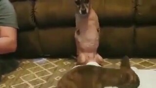 Seekor anjing Chihuahua cacat sedang mengajari anjing lain yang baru saja diamputasi anggota tubuhny