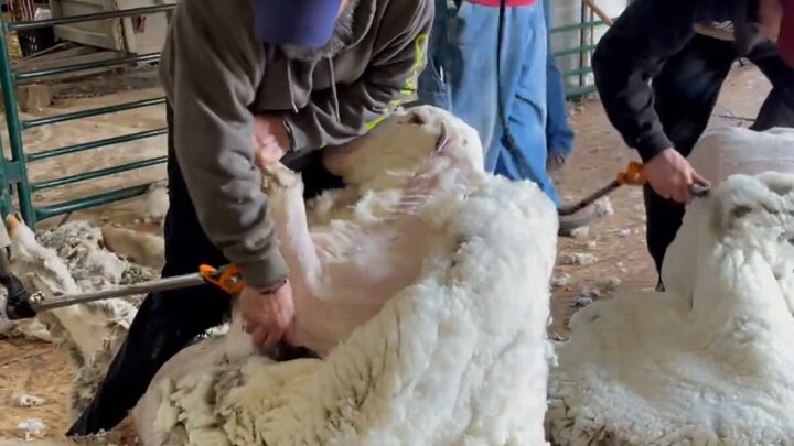 ลูกแกะตัวนี้มีขนแกะหนักหลายสิบกิโล คุณลุงใช้เวลา 5 นาทีโกนขนจนหมด แล้วเหนื่อยหอบจนหายใจไม่ทันเลยทีเด