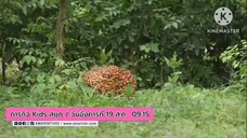 ภารกิจ Kids สนุก รู้จักประโยชน์ของปาล์มน้ำมัน จ.เพชรบุรี วันอังคารที่ 19 ส.ค. เวลา 09.15 น.