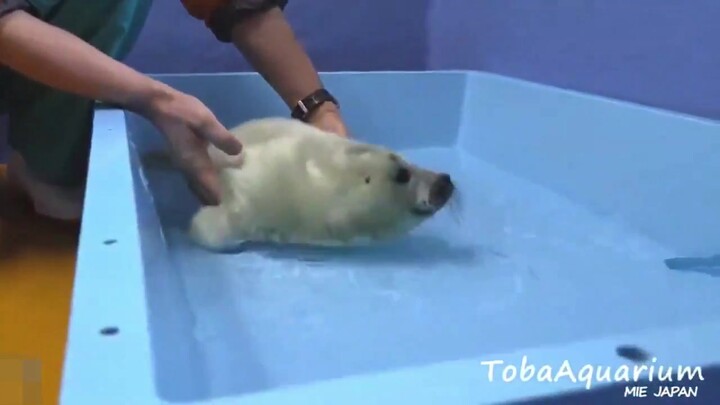 海豹幼崽第一次入水，这反应太萌了