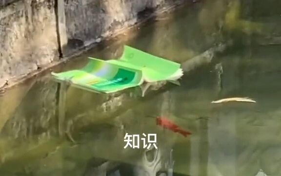 As a young fish, he was already fond of learning.