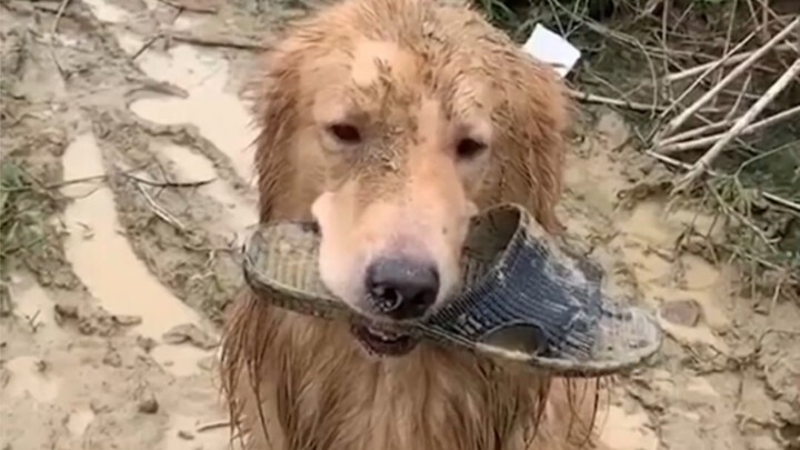 Panduan untuk Berpikir Dua Kali Sebelum Memelihara Anjing