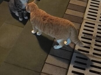 The School’s FW Hakimi