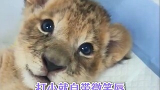 被狮子迷得五迷三道的这正常吗_狮子 _可爱 _动物园 _反差感 _哈尔滨