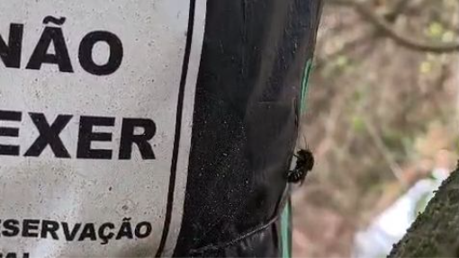 Mandaçaia visitando a isca que top veja #viral #bilibili #noticias #dorama