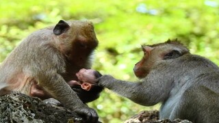 OMG, Why Monkey Maria Pull Baby Like That, Pity Baby Jason​ Hurt​, Monkey Jill Help Her Baby Back