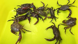 เลี้ยงปูนาในกะละมังพลาสติกผ่านไป17วันจะเป็นพ่อแม่พันธุ์ได้หรือไม่และเหลือกี่ตัวสไตล์korattv