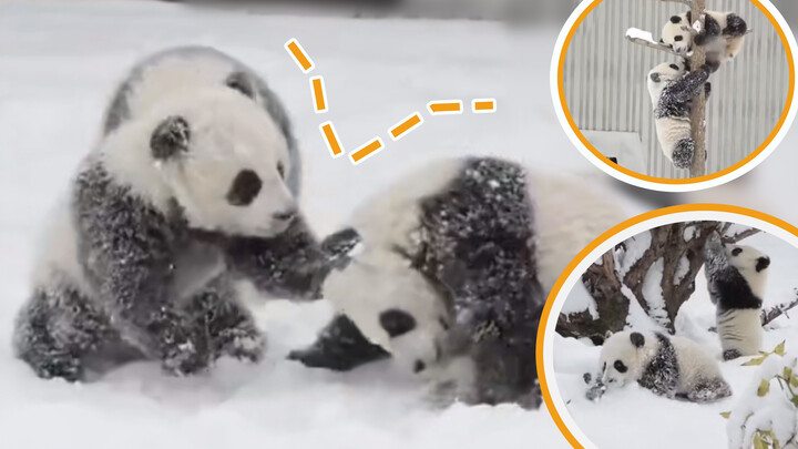 [Pandas] Glutinous rice balls playing in the snow
