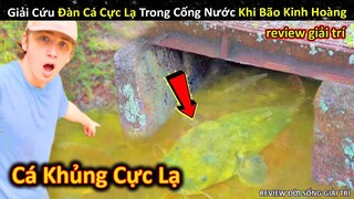 Giải Cứu Đàn Cá Độc Lạ Trong Cống Nước Khi Cơn Bão Kinh Hoàng Kéo Đến || Review Giải Trí Đời Sống