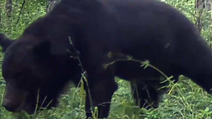 BROWN BEAR . EUWILDLIFE