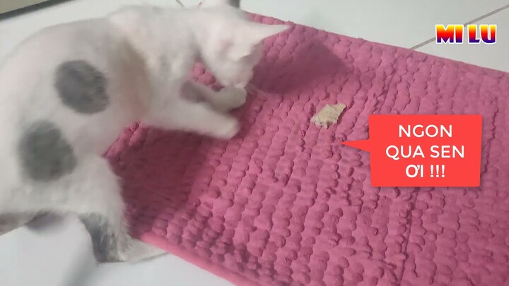 Mèo Lần Đầu Ăn Thịt Gà Xong Cực Phê Cực Hài Hước - Funniest And Cute Pet | MI LU