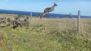 与一大群袋鼠狭路相逢，小姐姐当时害怕极了...