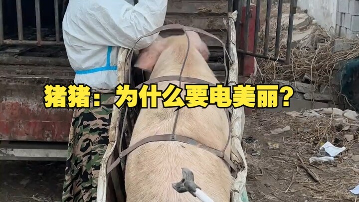 Zhu Zhu: Why are you zapping the beauty?