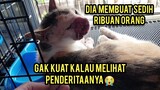 Astagfirullah Ini Kondisi Kucing Yang Kena Kangker Di Wajah Menangis Saat Berkunjung..!